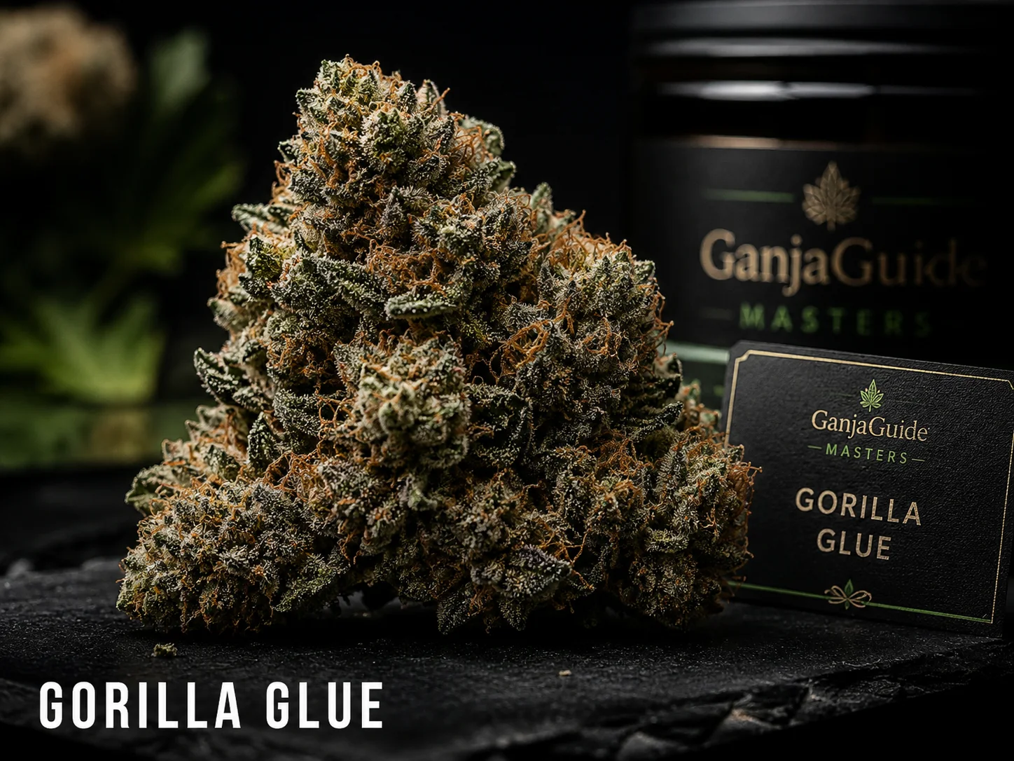 Illustratieve macrofoto van een gelabelde Original Glue cannabisbloem